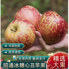 云南昭通丑苹果正宗冰糖心产地直发 大果 果径80-89