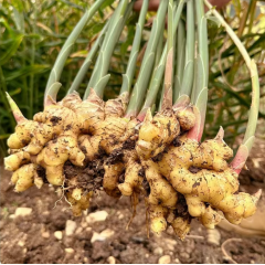 云南正宗小黄姜（现挖）