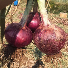 云南高原紫皮洋葱（中果）